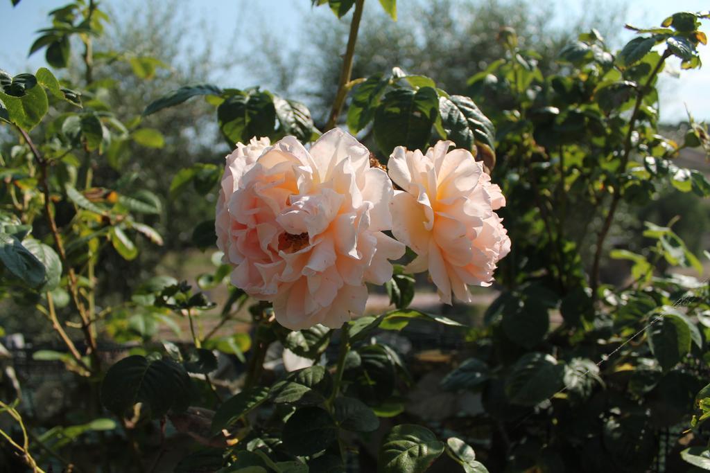 Agriturismo Su Recreu Ittiri 外观 照片