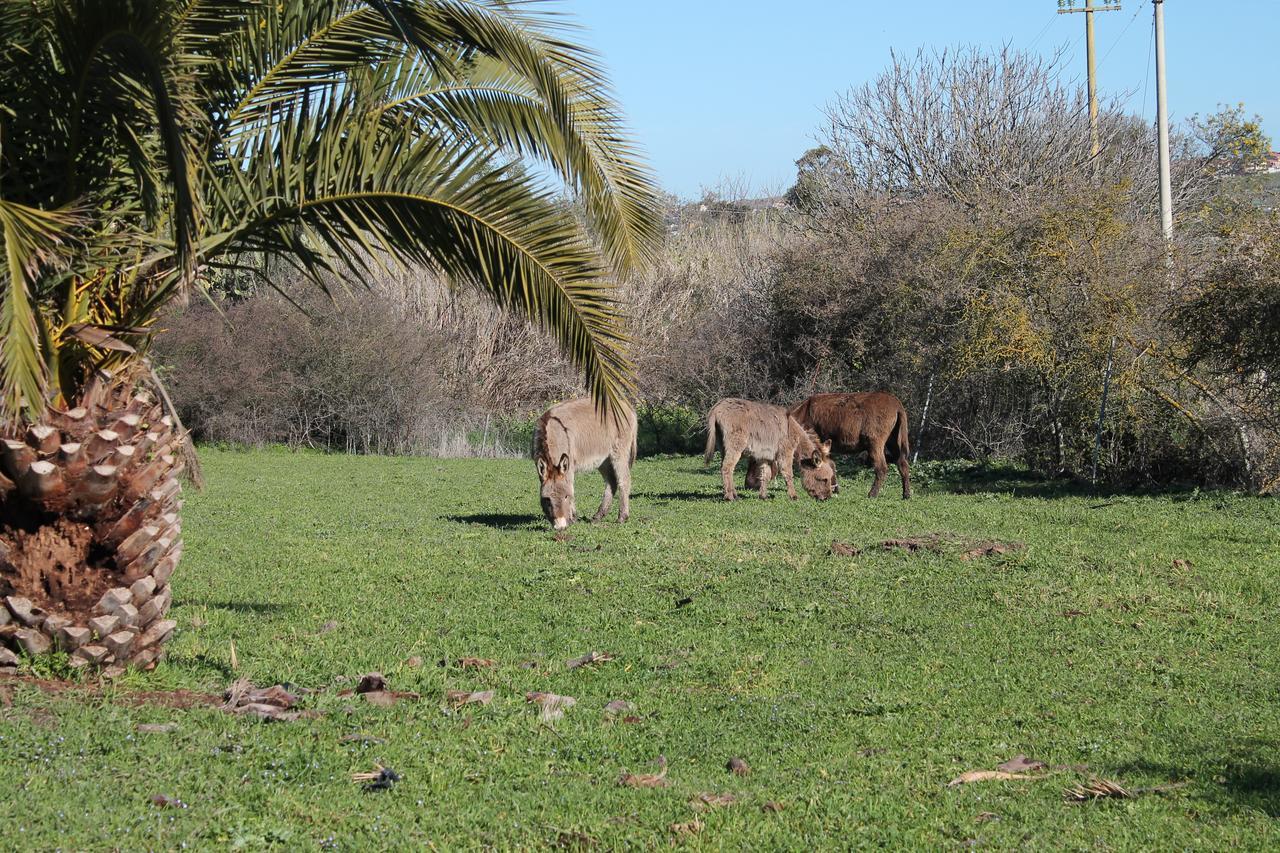 Agriturismo Su Recreu Ittiri 外观 照片